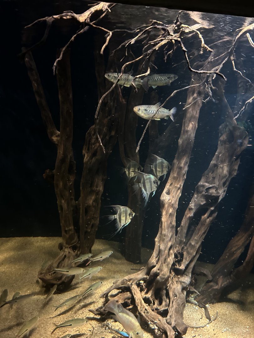 South American community tank