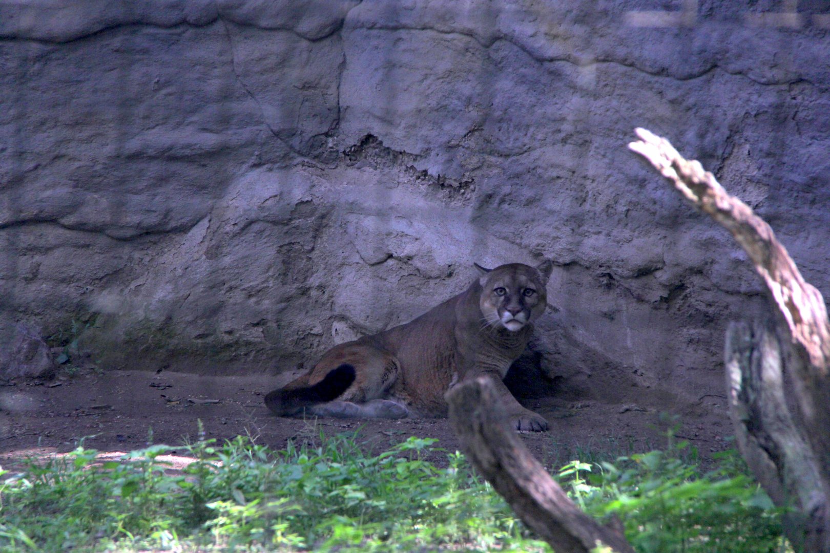 South American cougar (Puma concolor concolor)