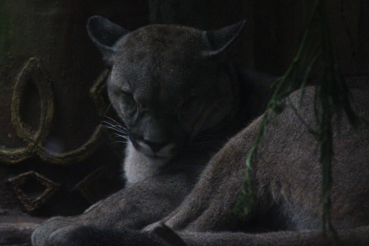 South American cougar (Puma concolor concolor)