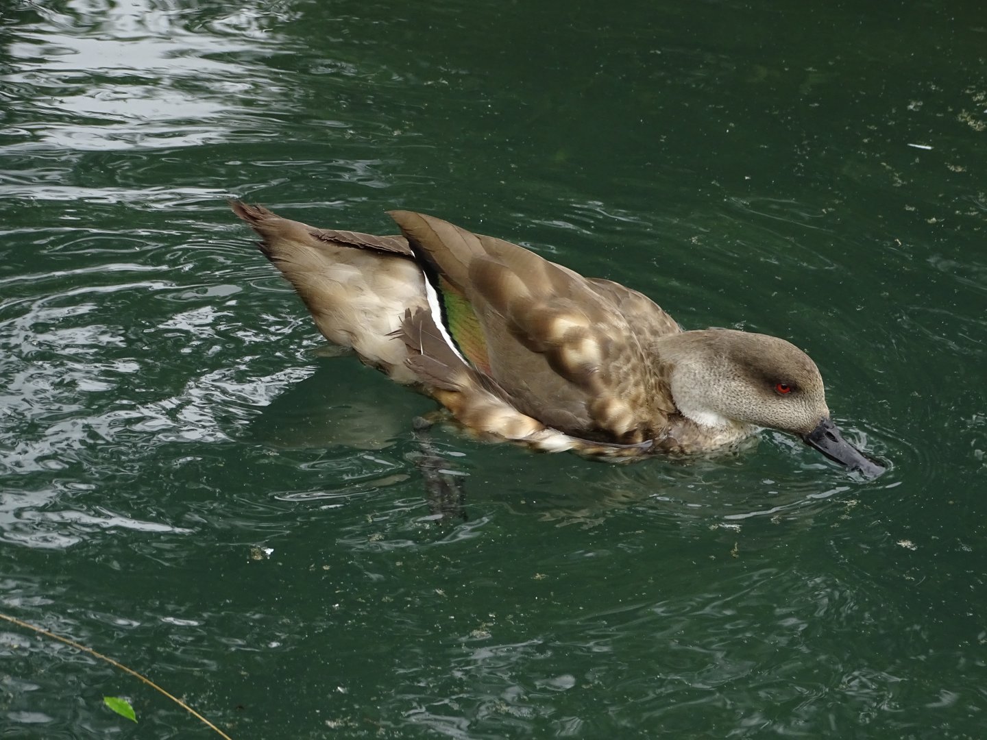 South American crested duck (Lophonetta specularioides)
