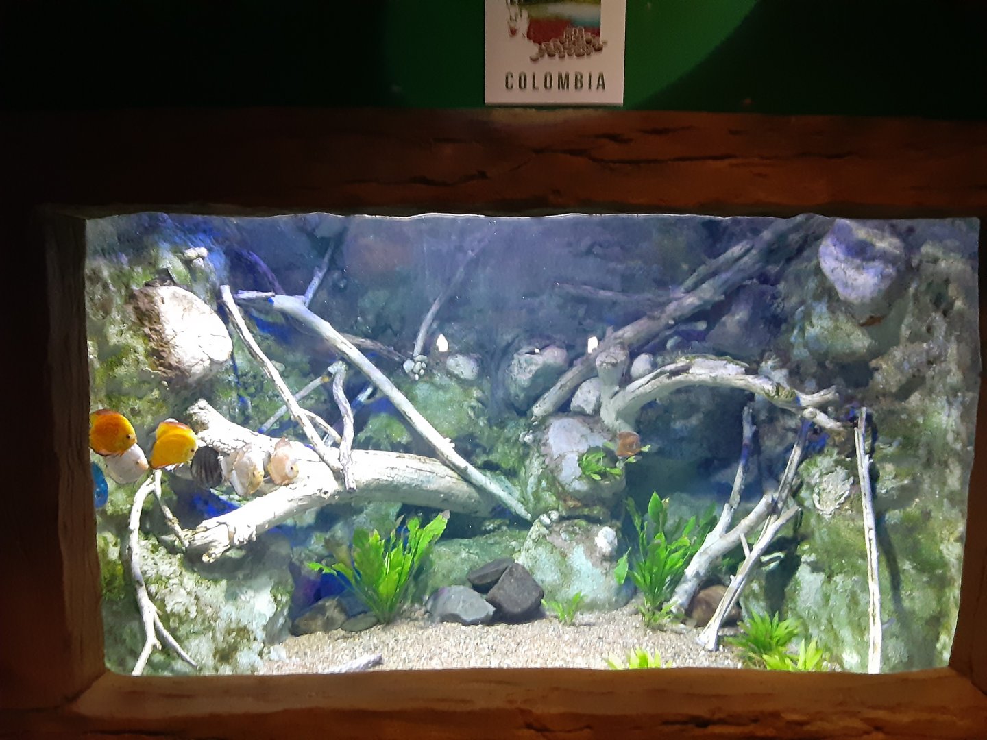 South American Discus Tank