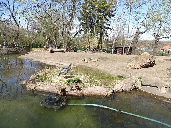 South-American enclosure (04/22) (species list in description)