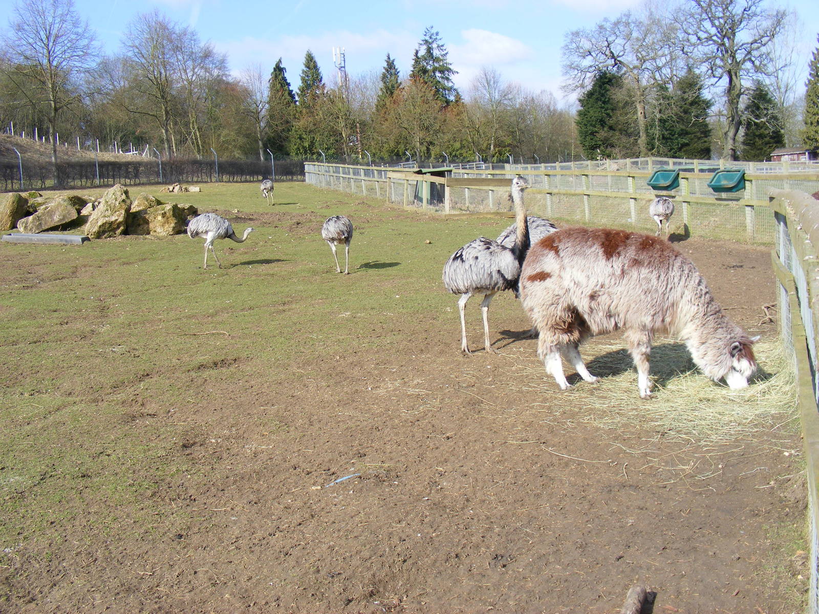 South American enclosure at Beale Park, 13th March 2010