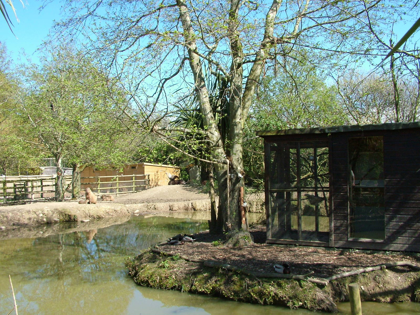 South American enclosure at Newquay Zoo 11/04/09