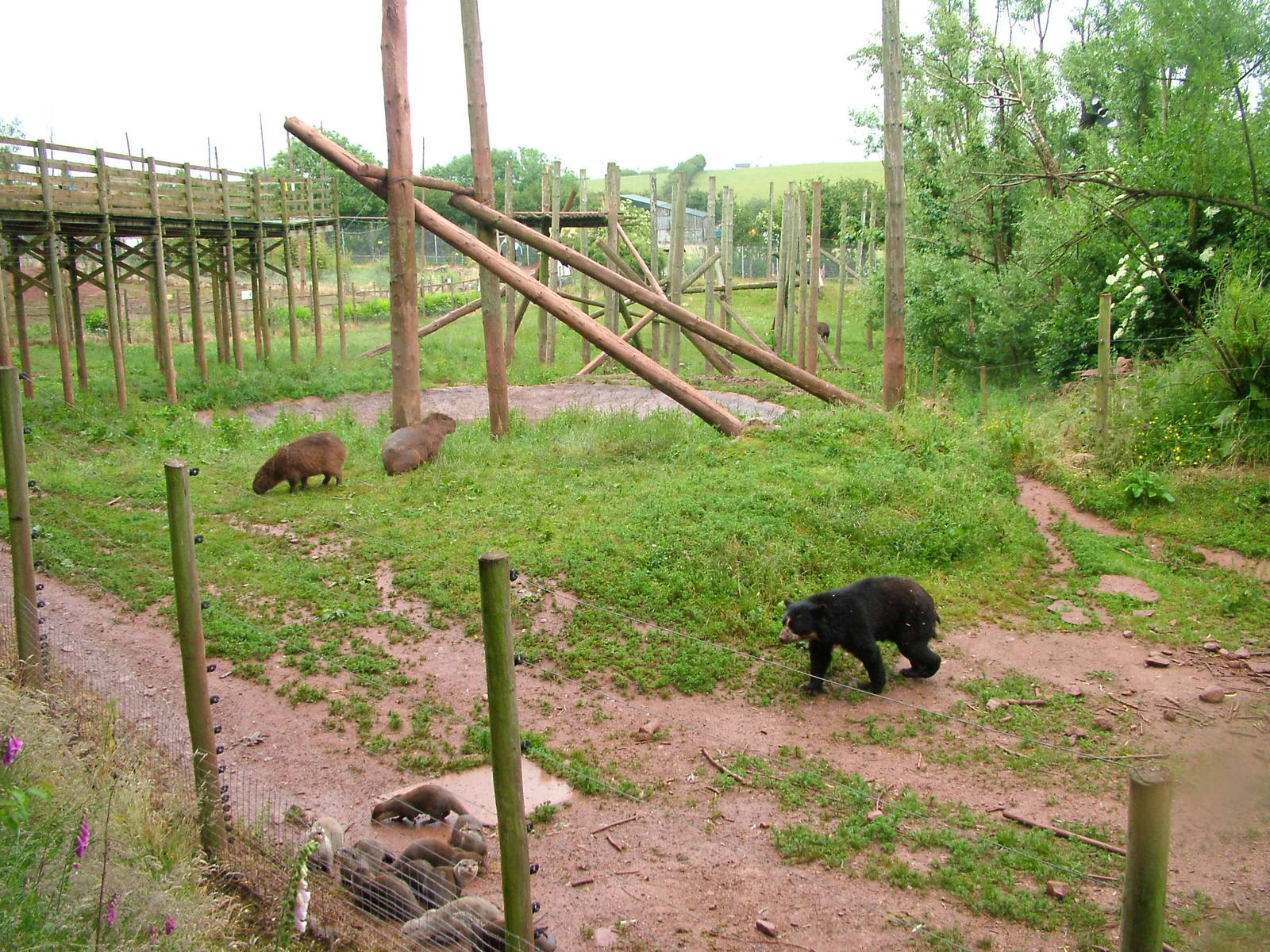 South American enclosure at South Lakes WAP 2008