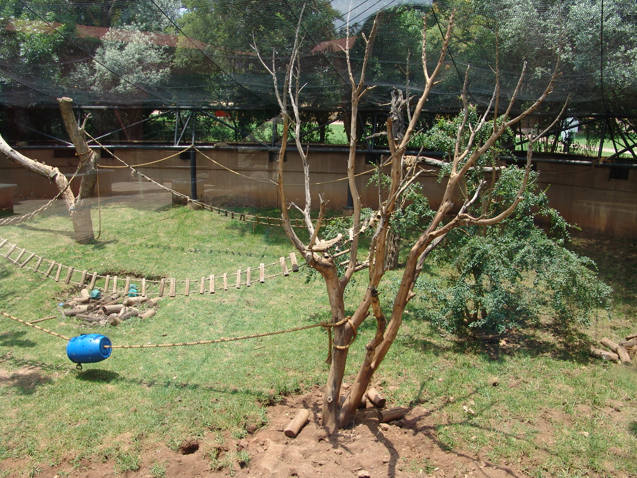 South American enclosure for Brown-nosed Coatis (Nasua nasua), Red-faced Sp
