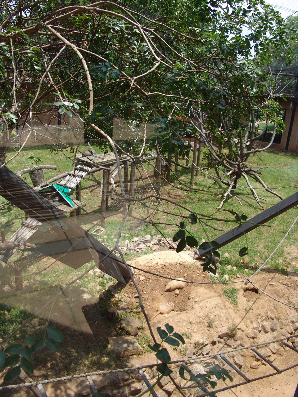 South American enclosure for Brown-nosed Coatis (Nasua nasua), Red-faced Sp