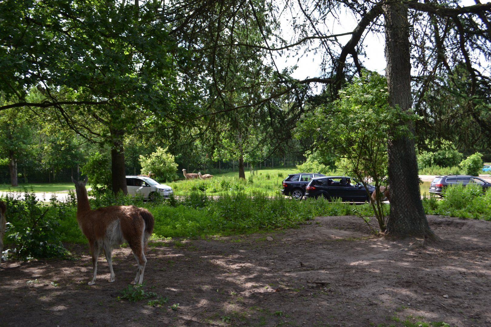 South American enclosure in Givskud Zoo
