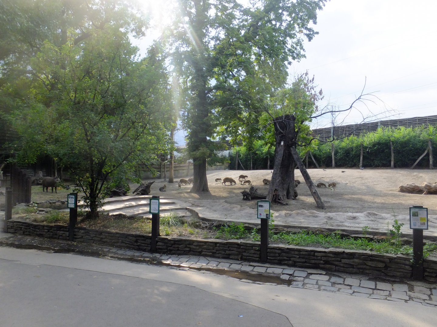 South American enclosure (Lowland tapir, Capybara, Patagonian cavy, Greater rhea)