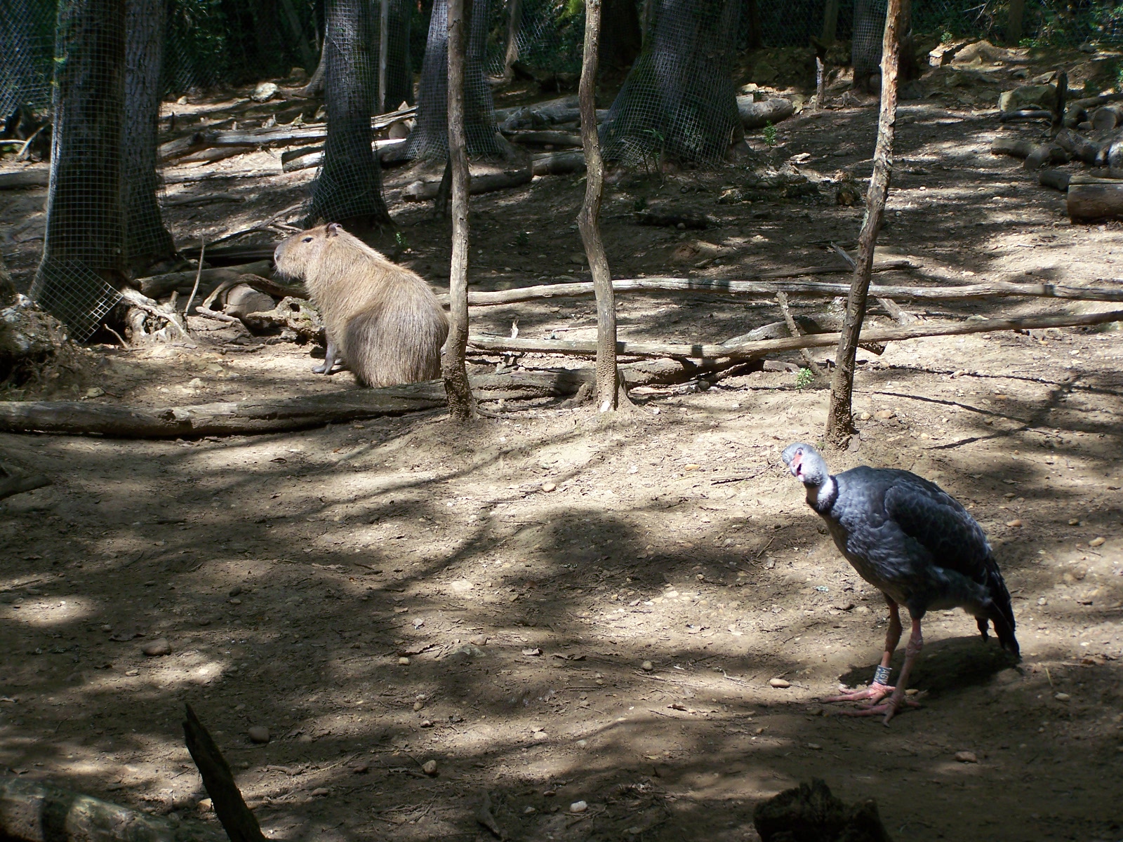 South american enclosure