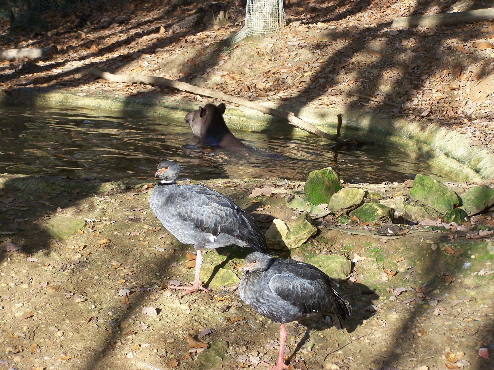 south-american enclosure