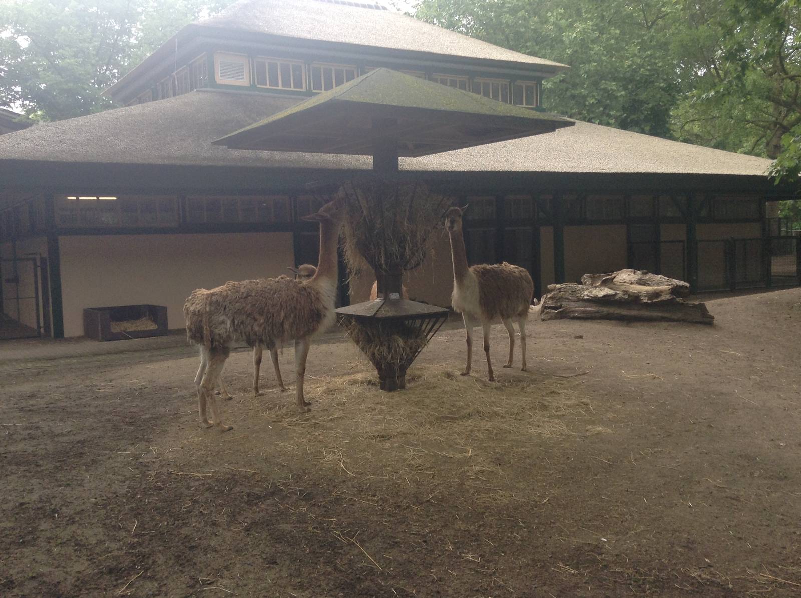 South American Enclosure.