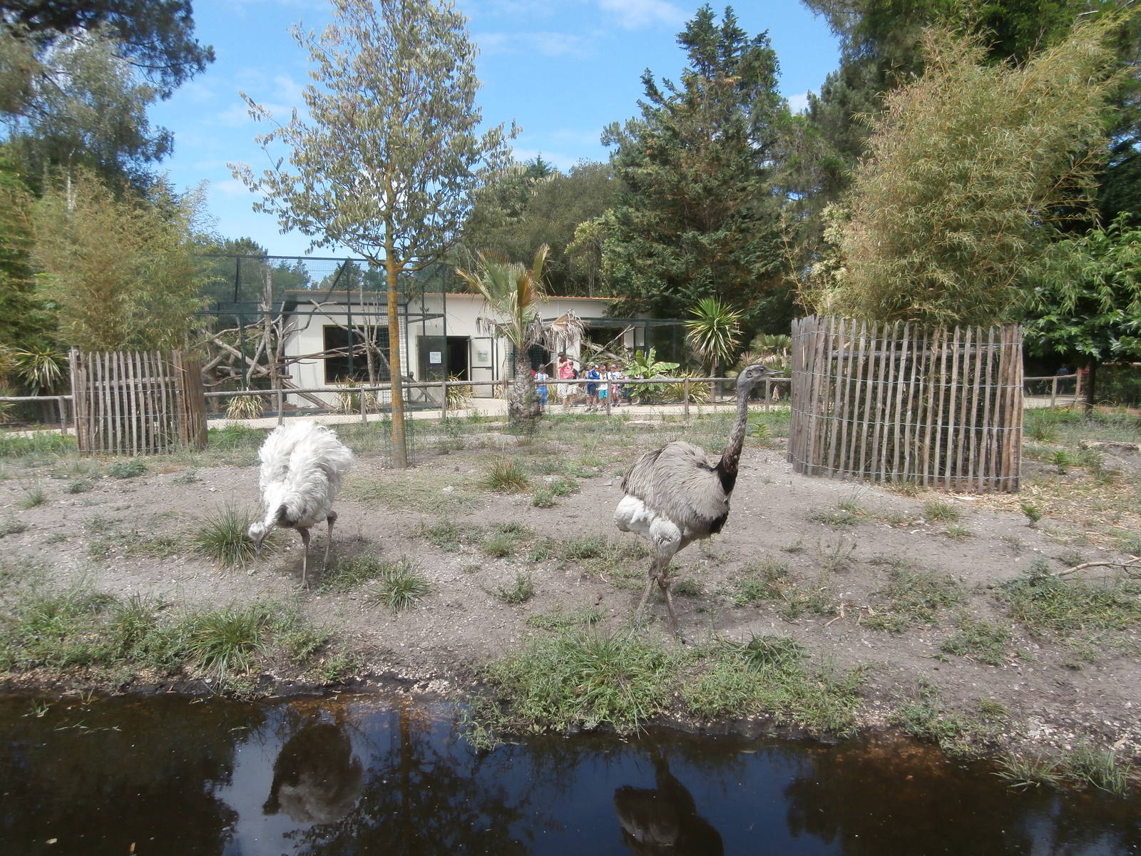 South American enclosure