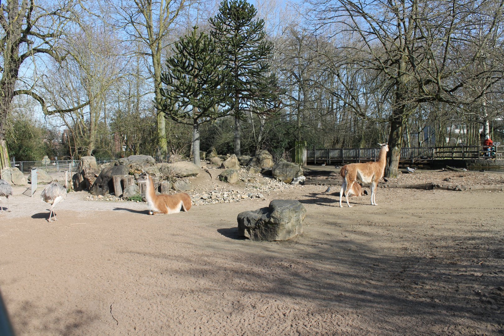 South American enclosure