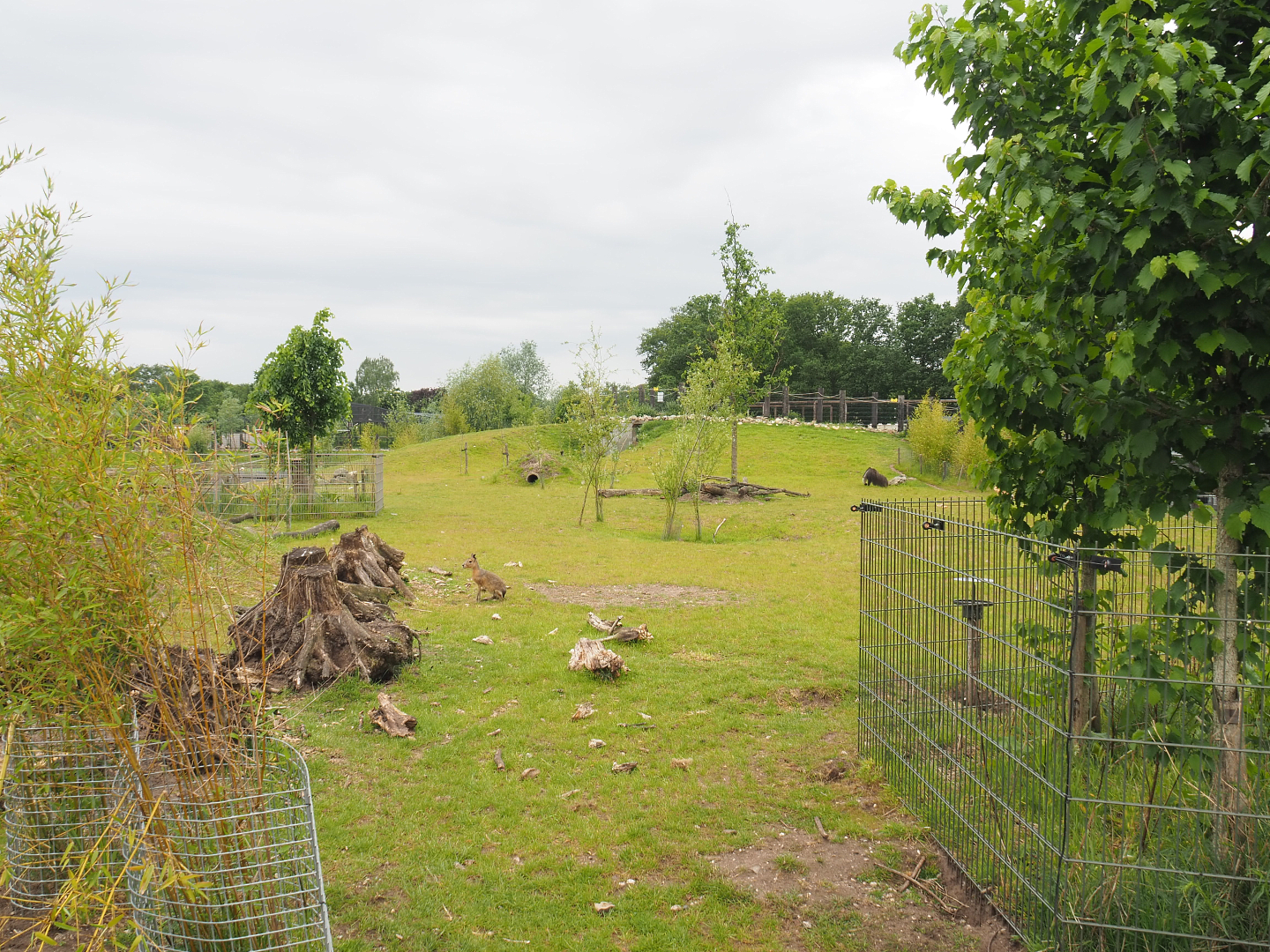 South American exhibit, 2022-05-17