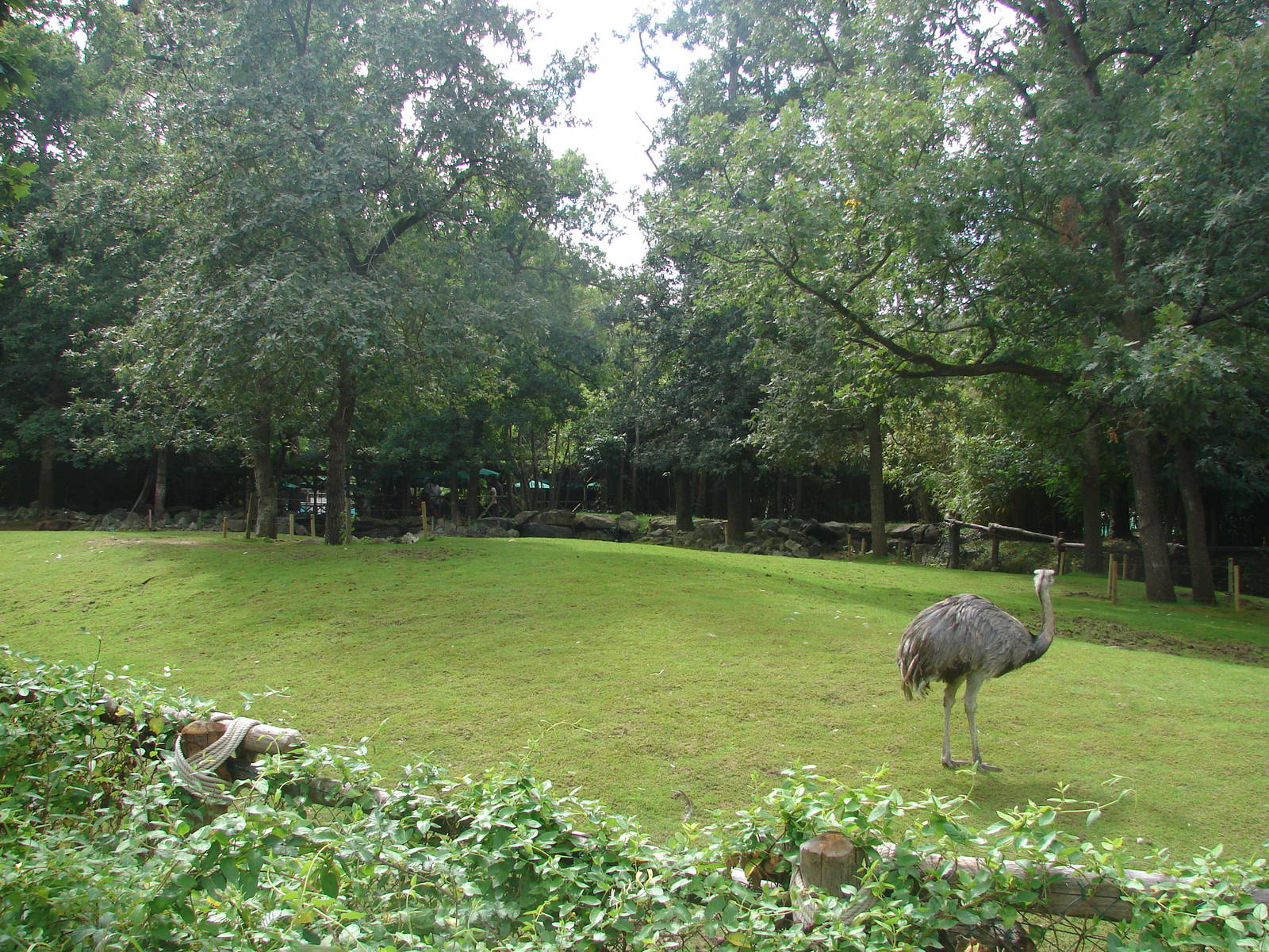 South american exhibit (anteaters, tapirs...)