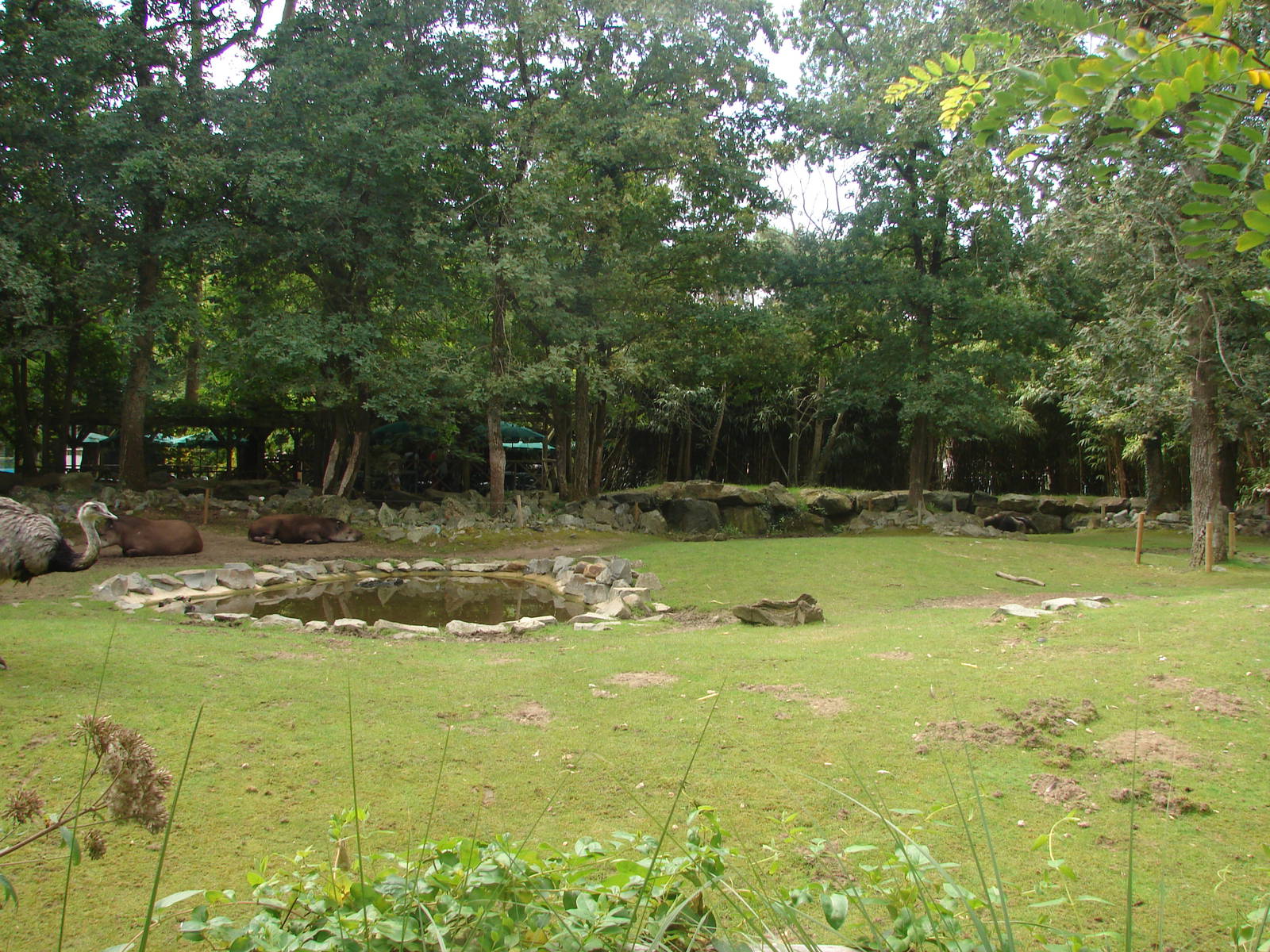 South american exhibit (anteaters, tapirs...)