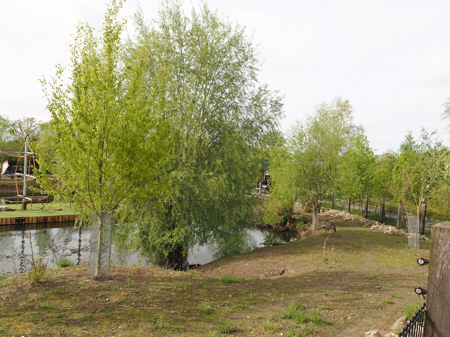 South American exhibit, area around lake, 2024-04-14