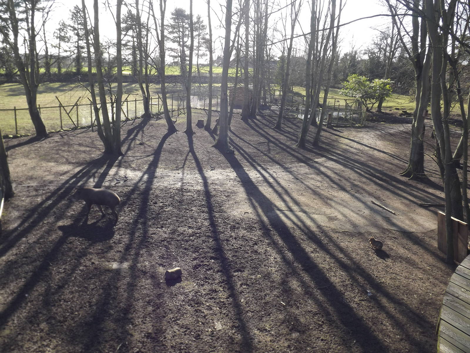 South American exhibit at Flamingoland 19/02/12