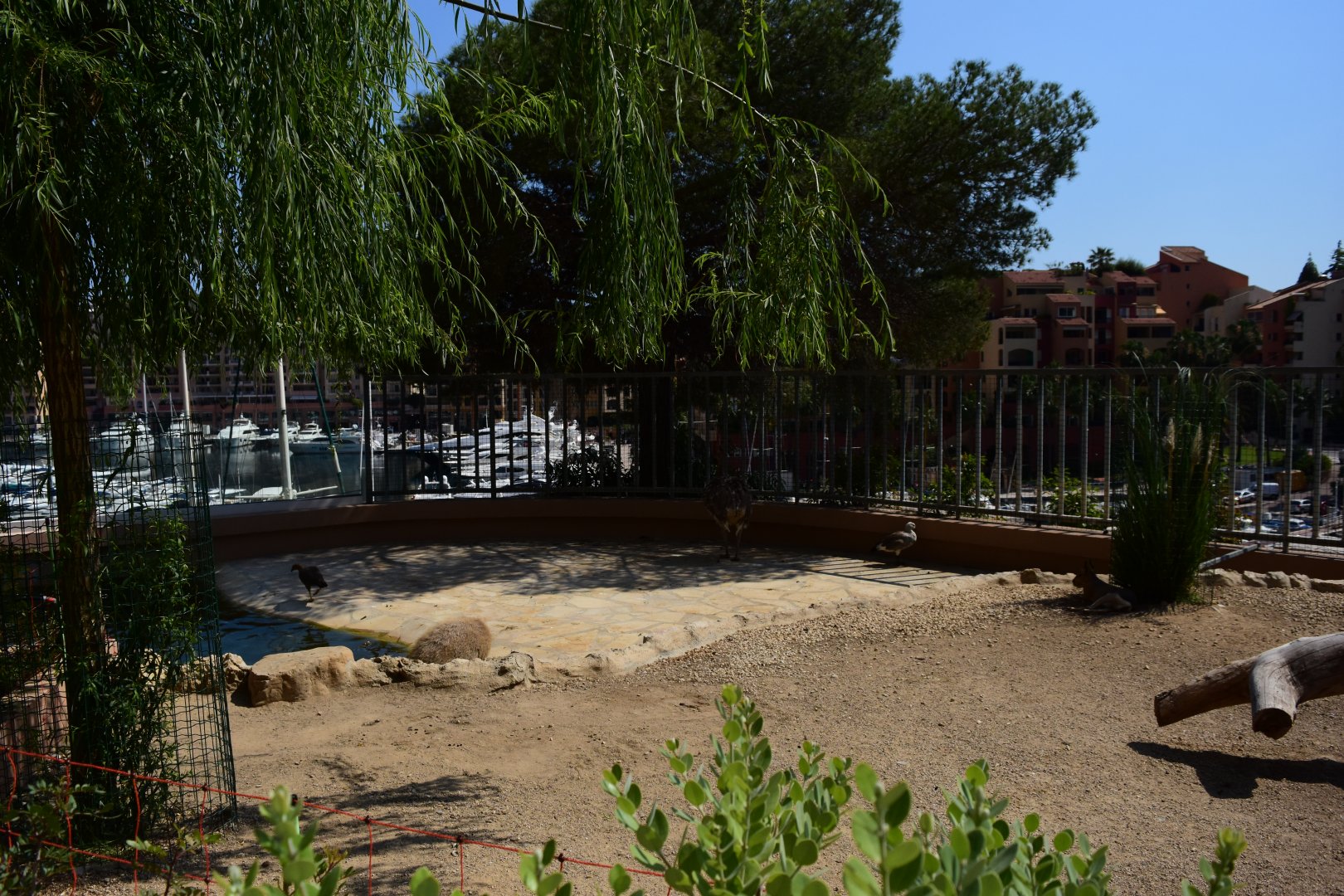 South American Exhibit: Capybara, Mara, Rhea and Emperor Goose