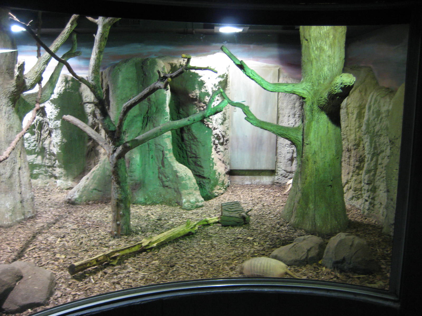 South american exhibit in the nocturnal house