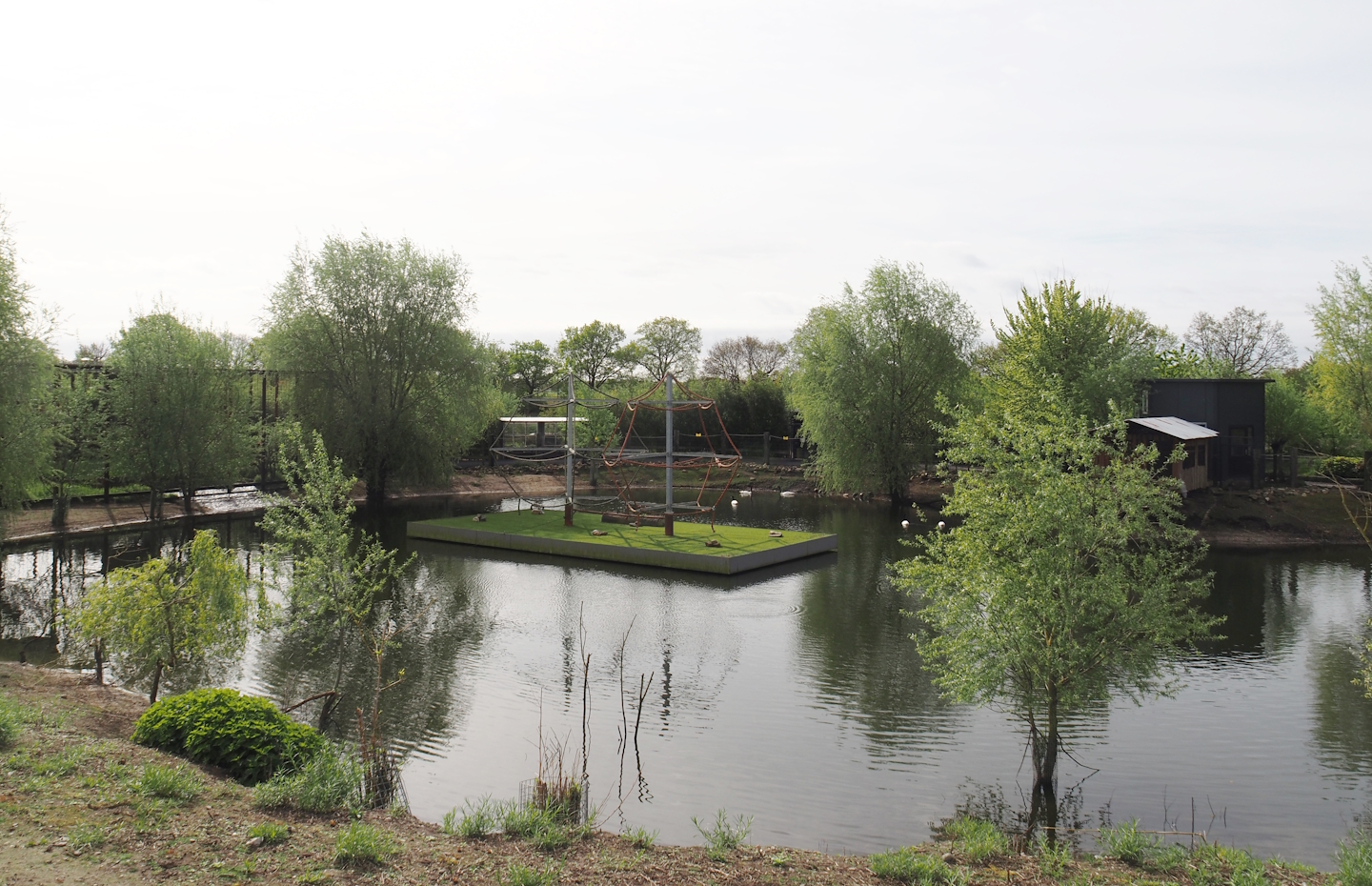 South American exhibit lake, 2024-04-14