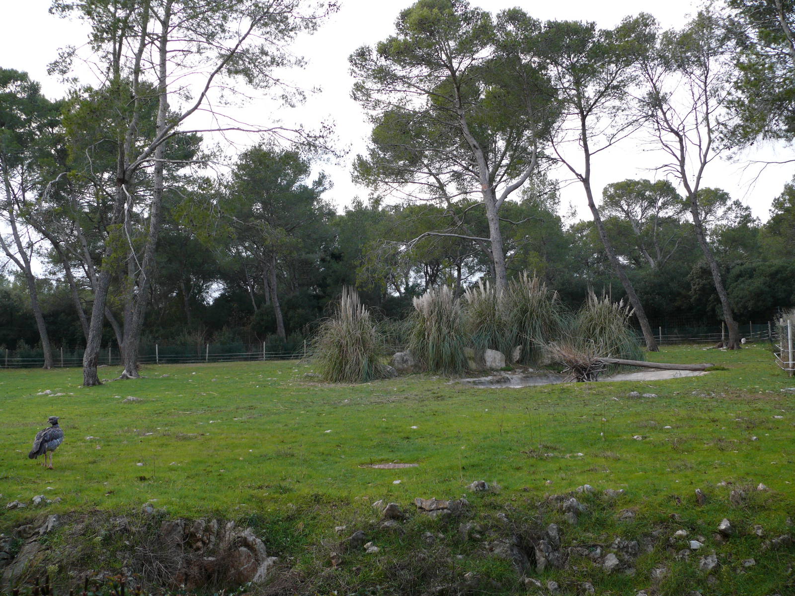 South american exhibit (Lowland tapirs, capybaras, rheas)