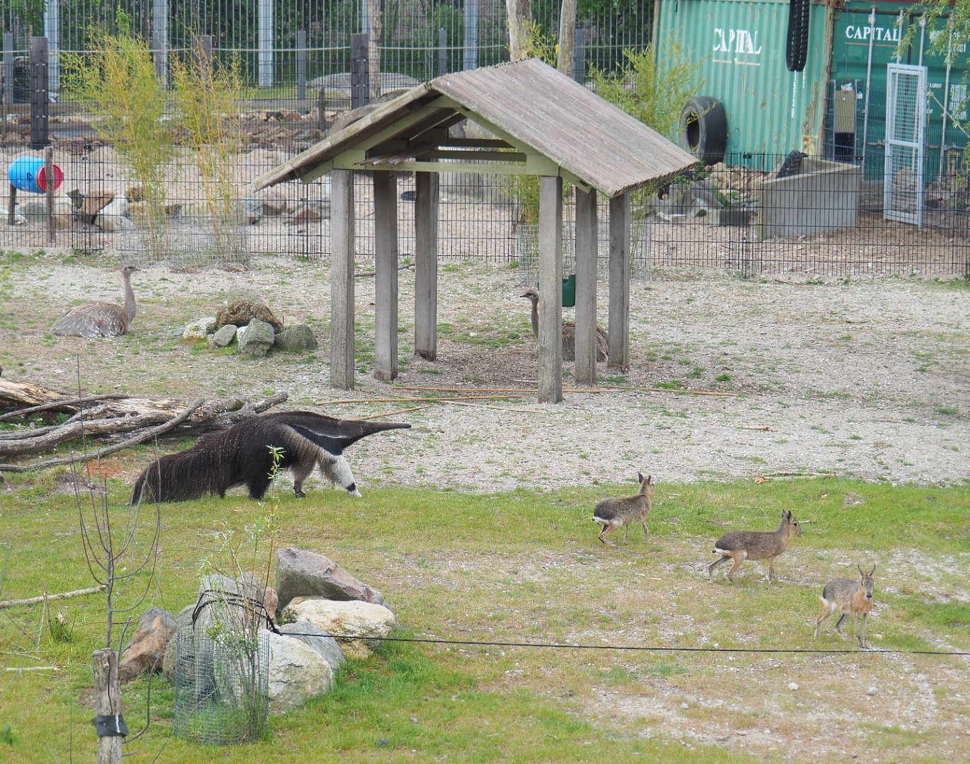 South American exhibit species, 2022-05-17