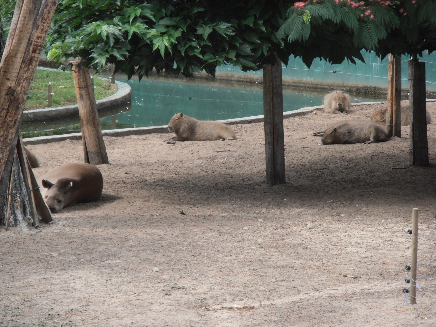 South american exhibit-Zoo Bassin D'Arcachon (2012)