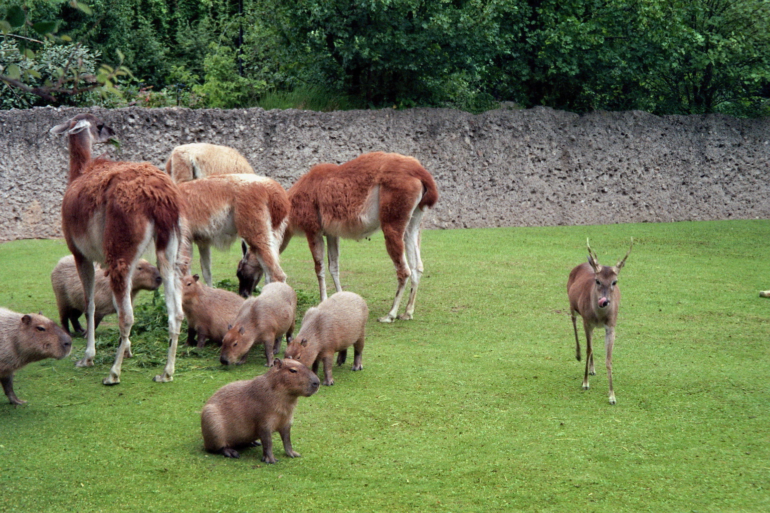 South american exhibit
