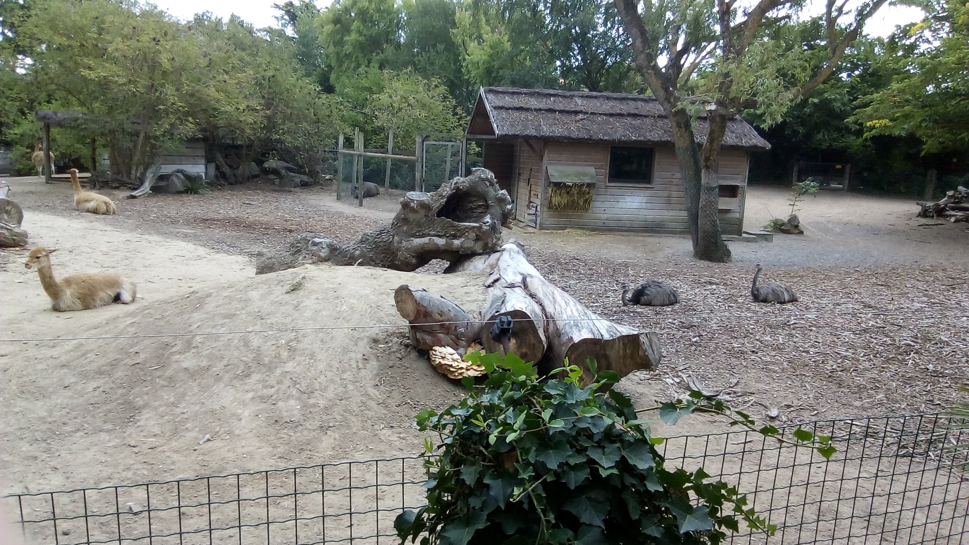 South American Exhibit