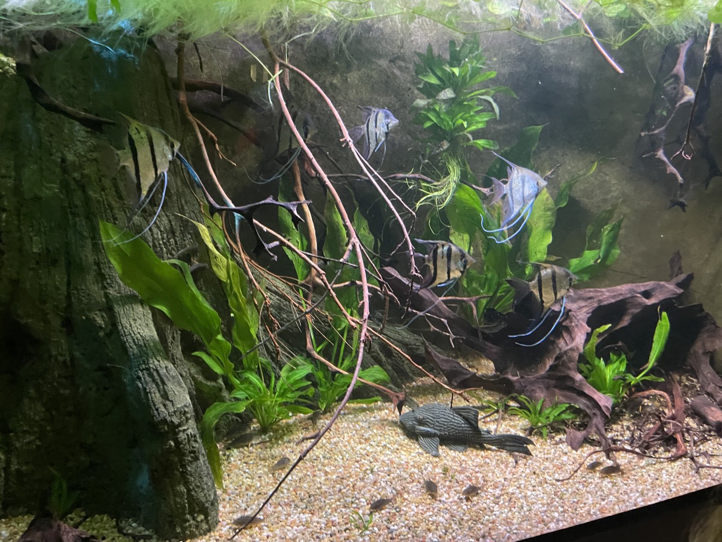 South american exhibit