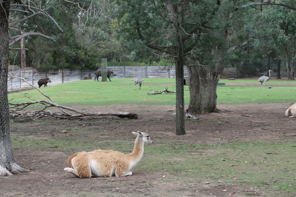 South American Exhibit