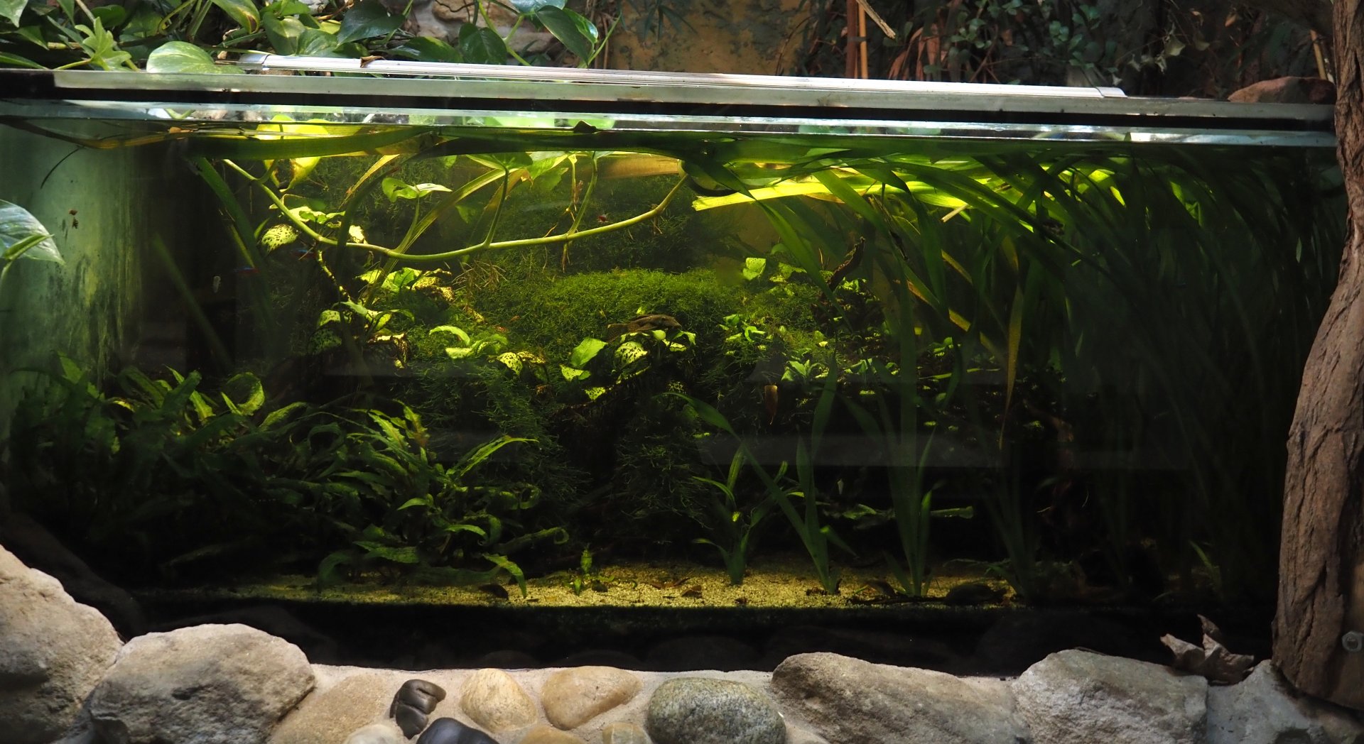 South American fish an Asian invertebrate tank in former indoor primate exhibit, 2025-05-22