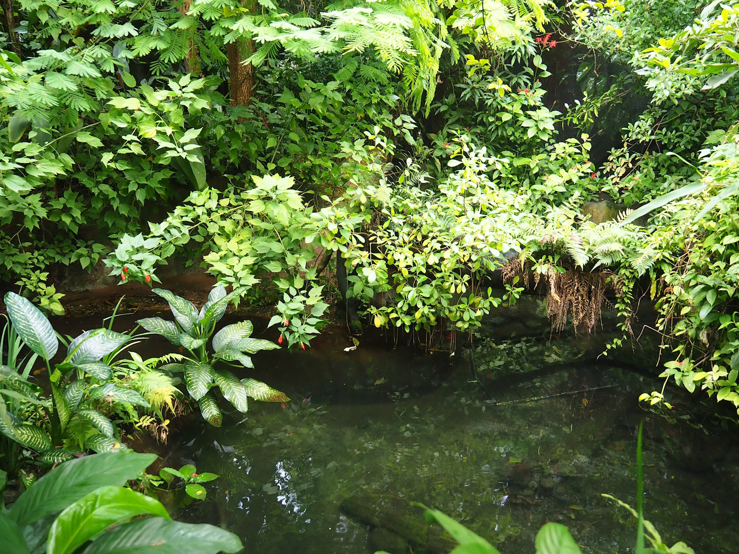 South American fish pool in the separated zone of the Bush (Currently no caiman), 2023-10-07