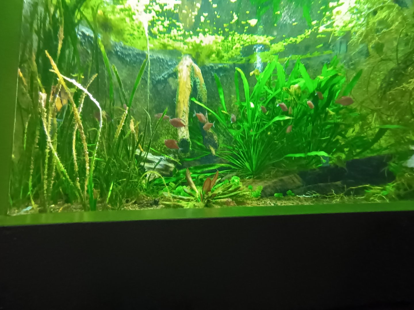 South American Fishes Tank