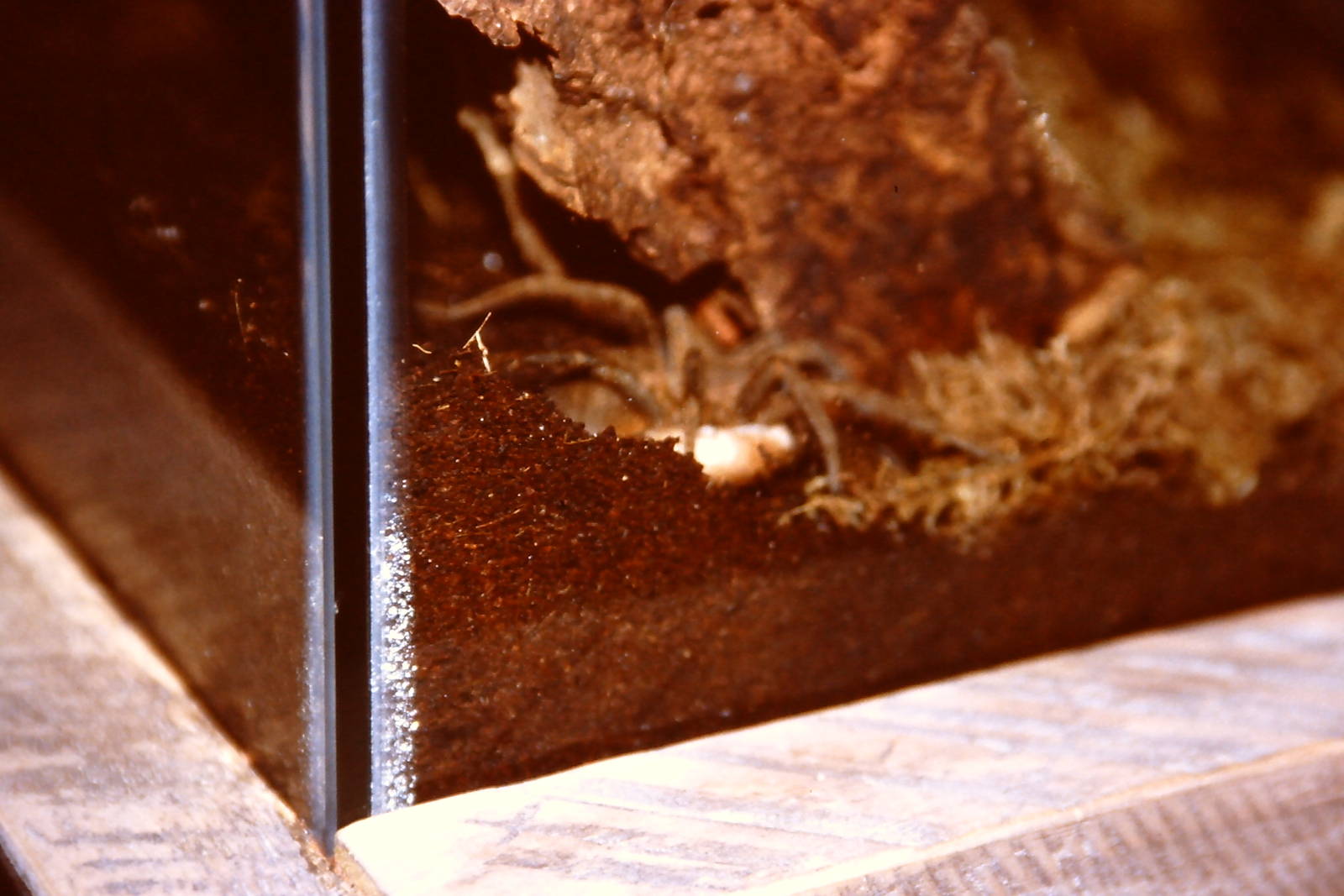 South American fishing spider, Bug World, Liverpool 2010