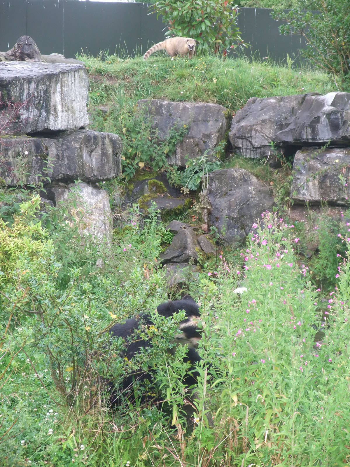 South American Foraging at Chester, 16/07/11
