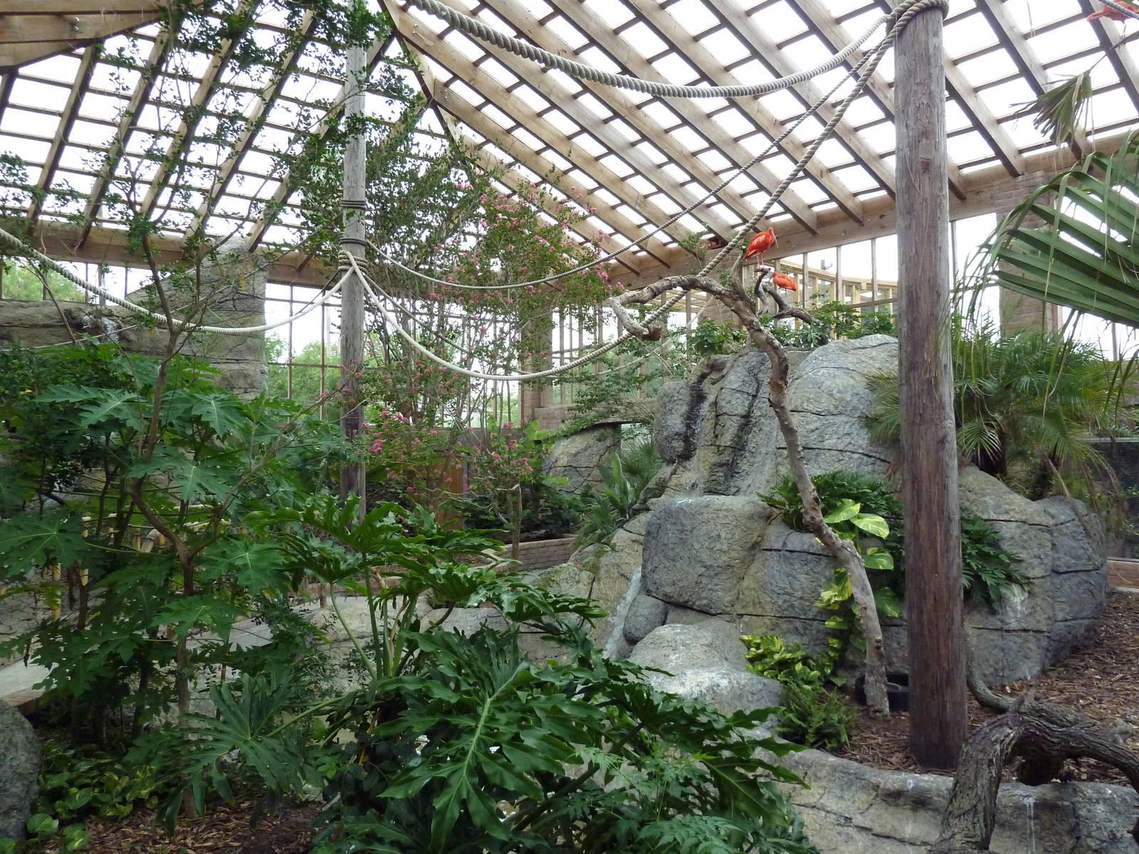 South American Free-Flight Aviary