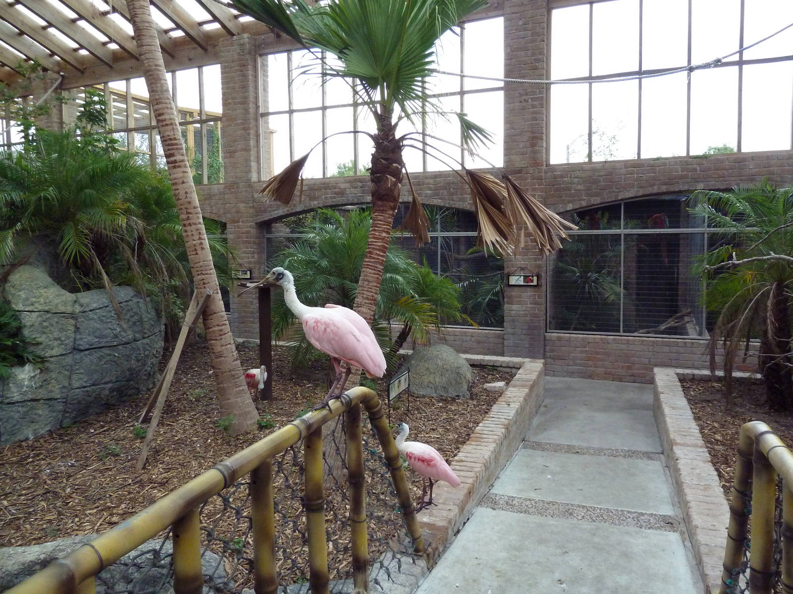 South American Free-Flight Aviary