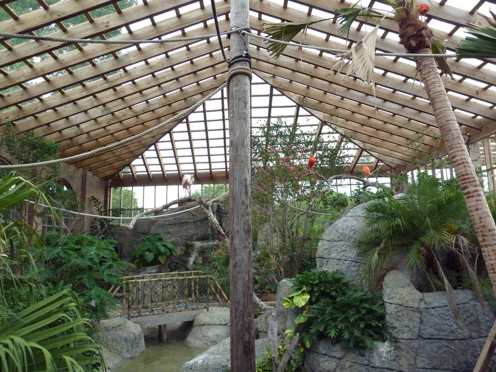 South American Free-Flight Aviary