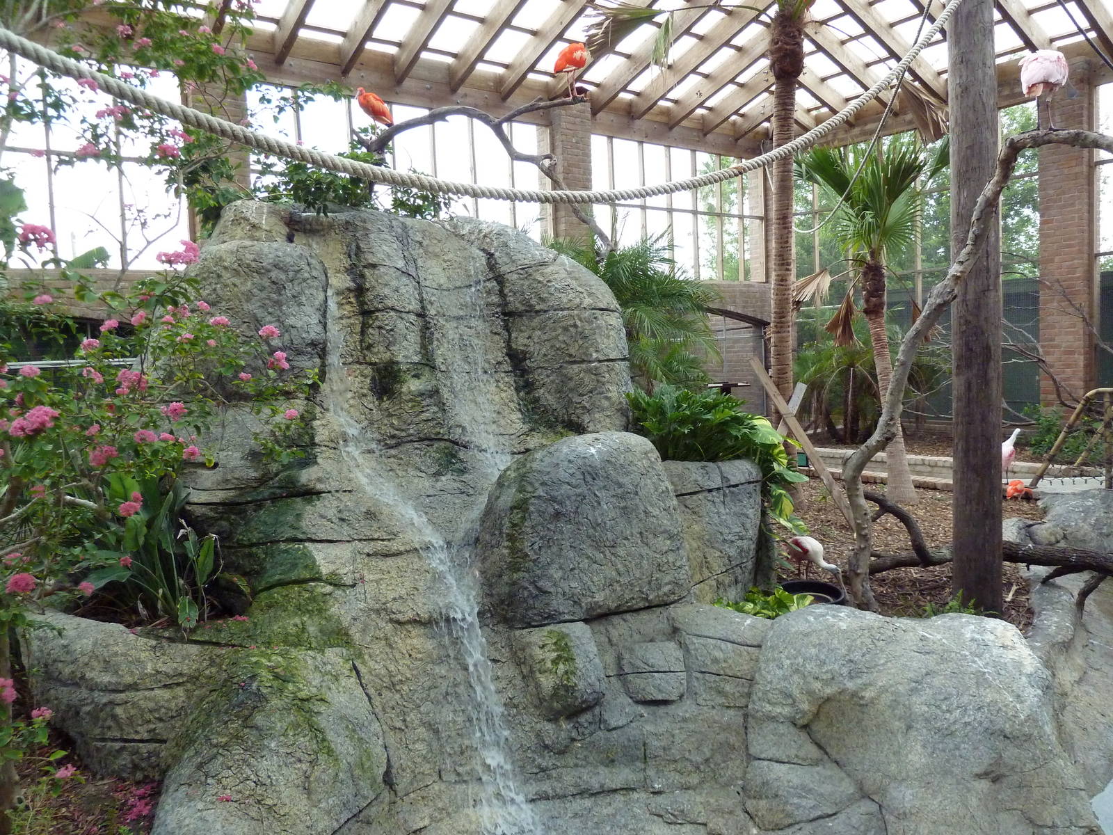 South American Free-Flight Aviary