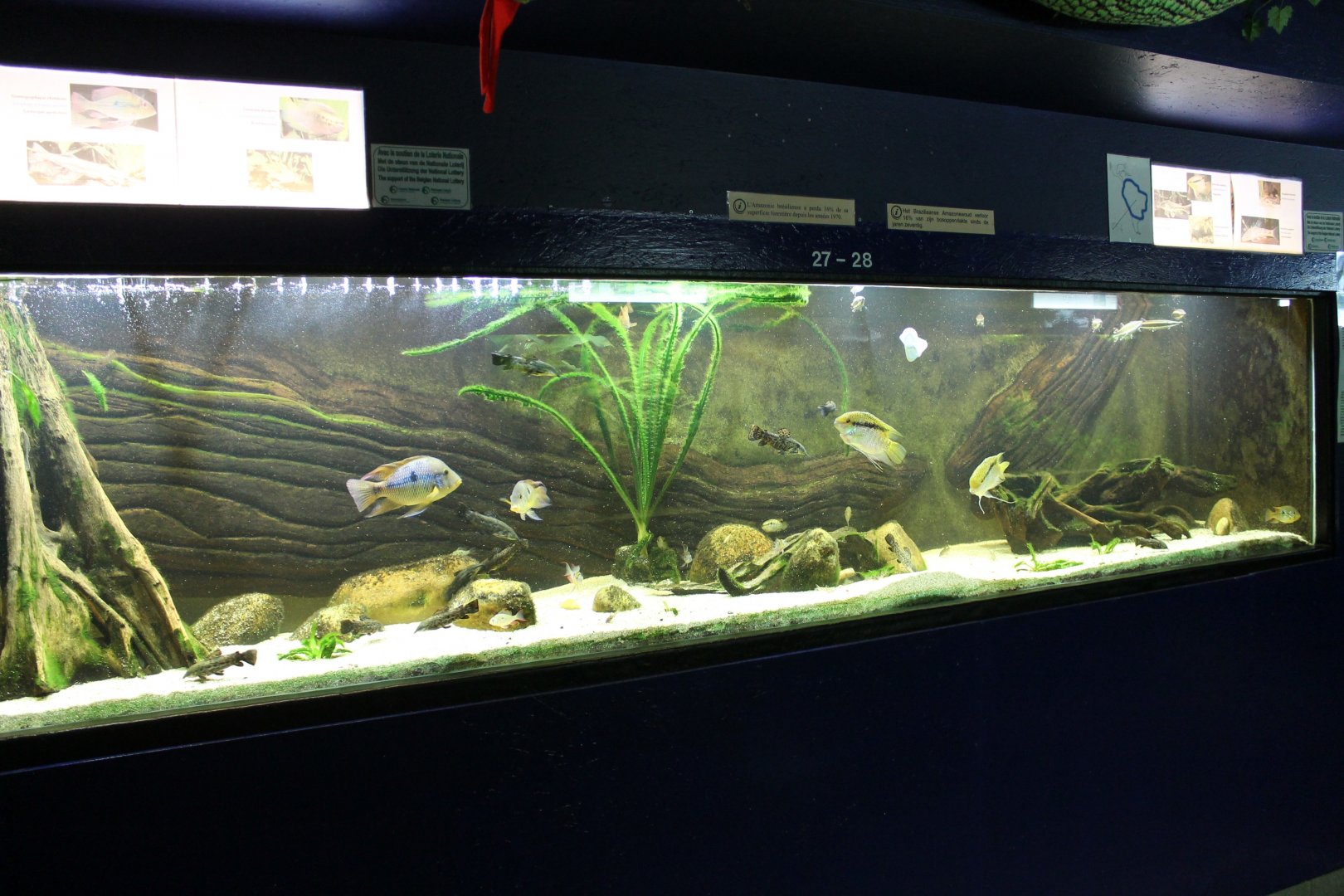 South-american frehwater tank