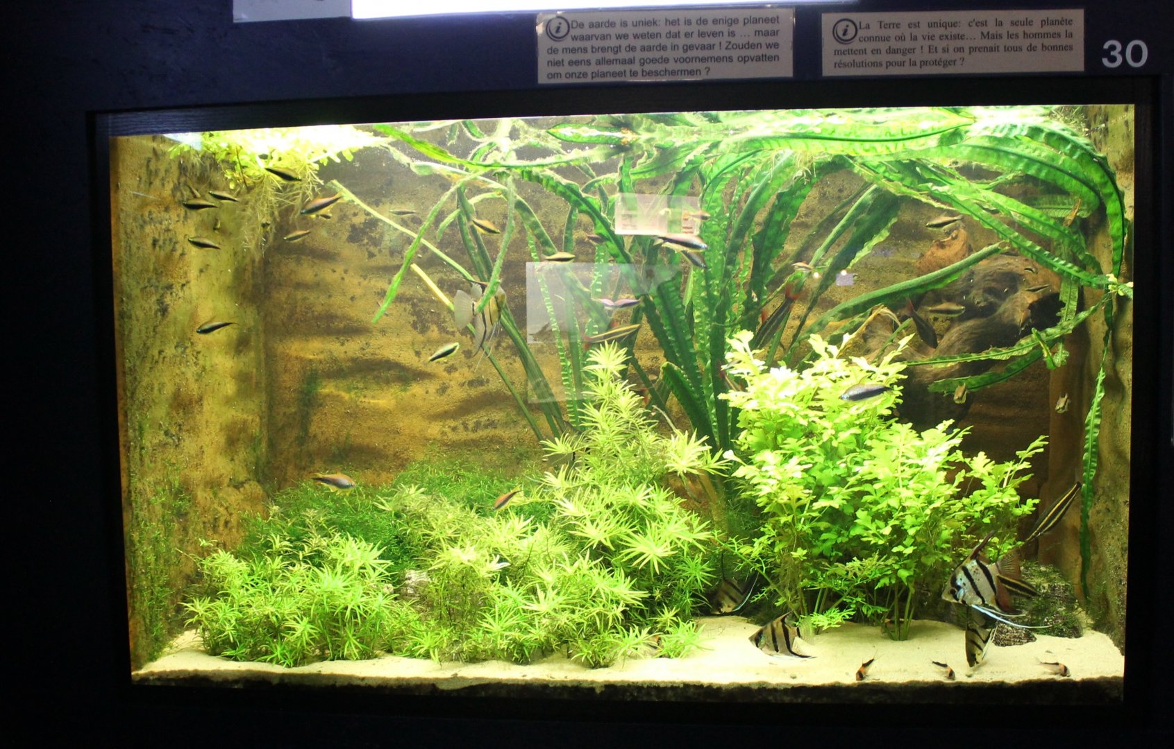 South American freshwater aquarium