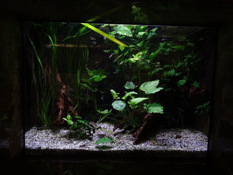 South American freshwater aquarium