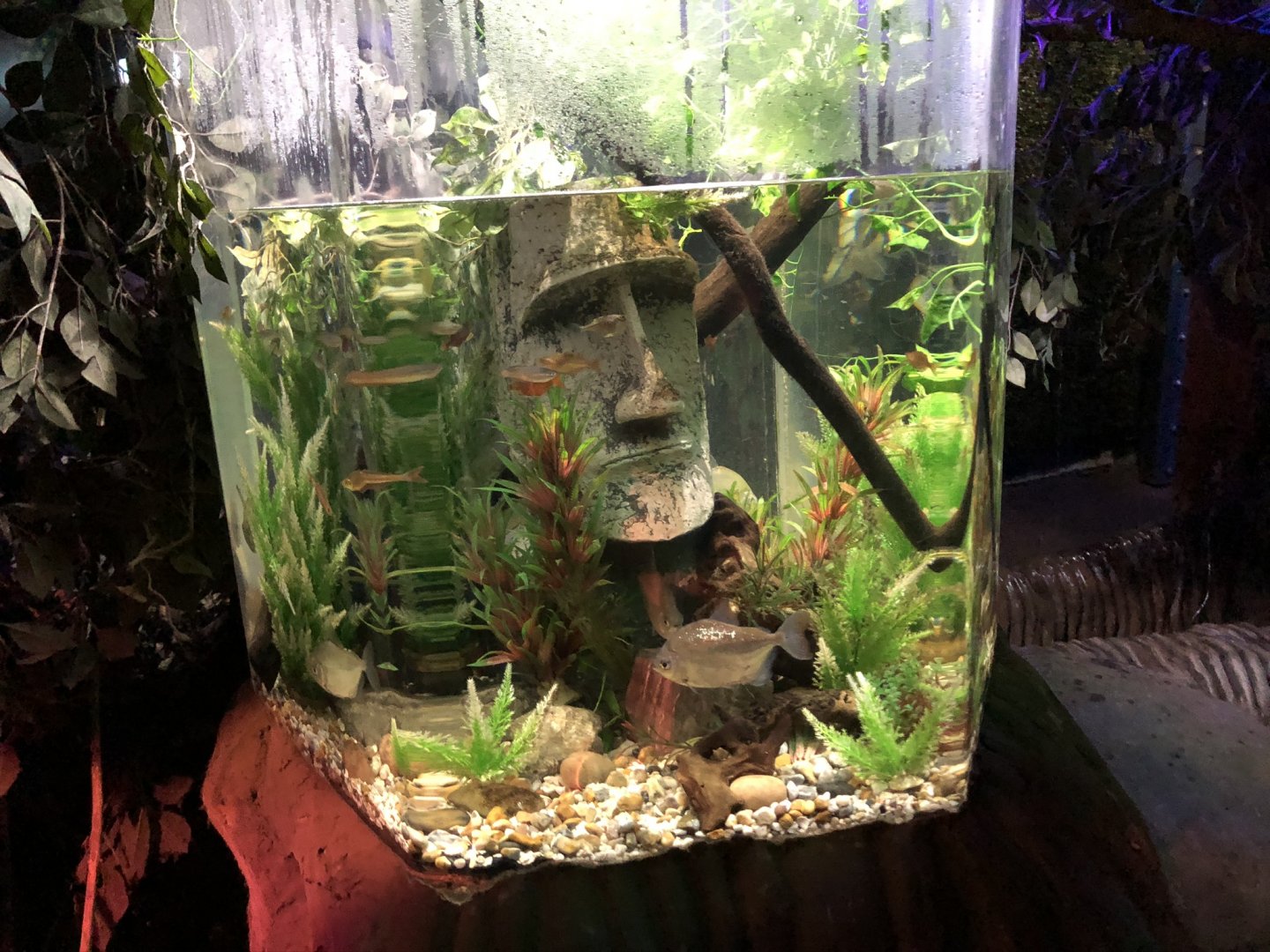 South American Freshwater Fish Tank at SEA LIFE Blackpool (2019)