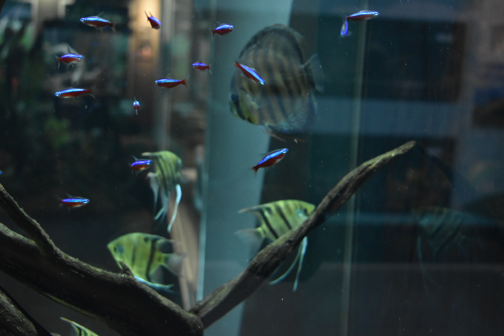 South American Freshwater Fish