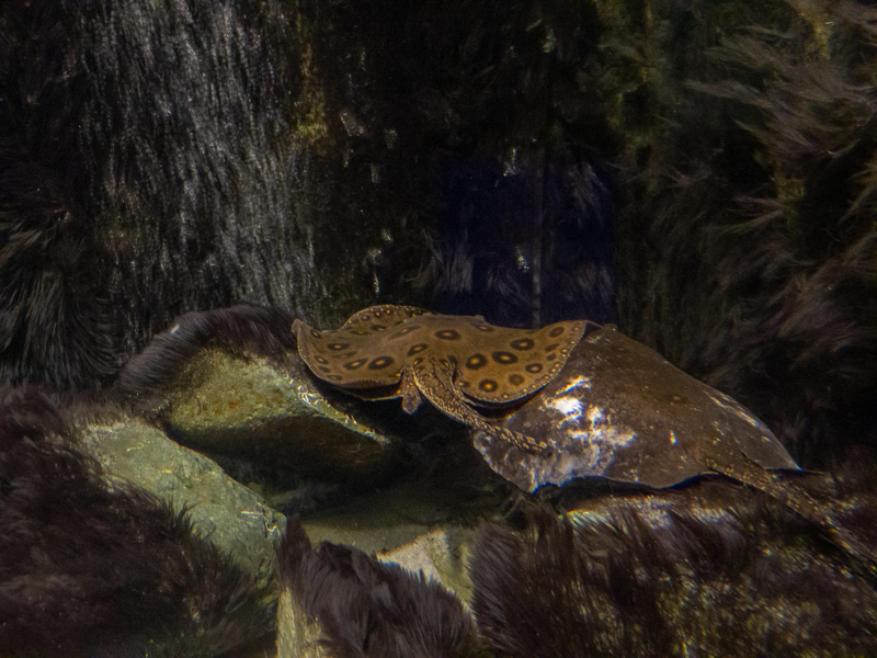 South American freshwater stingray / Potamotrygon motoro