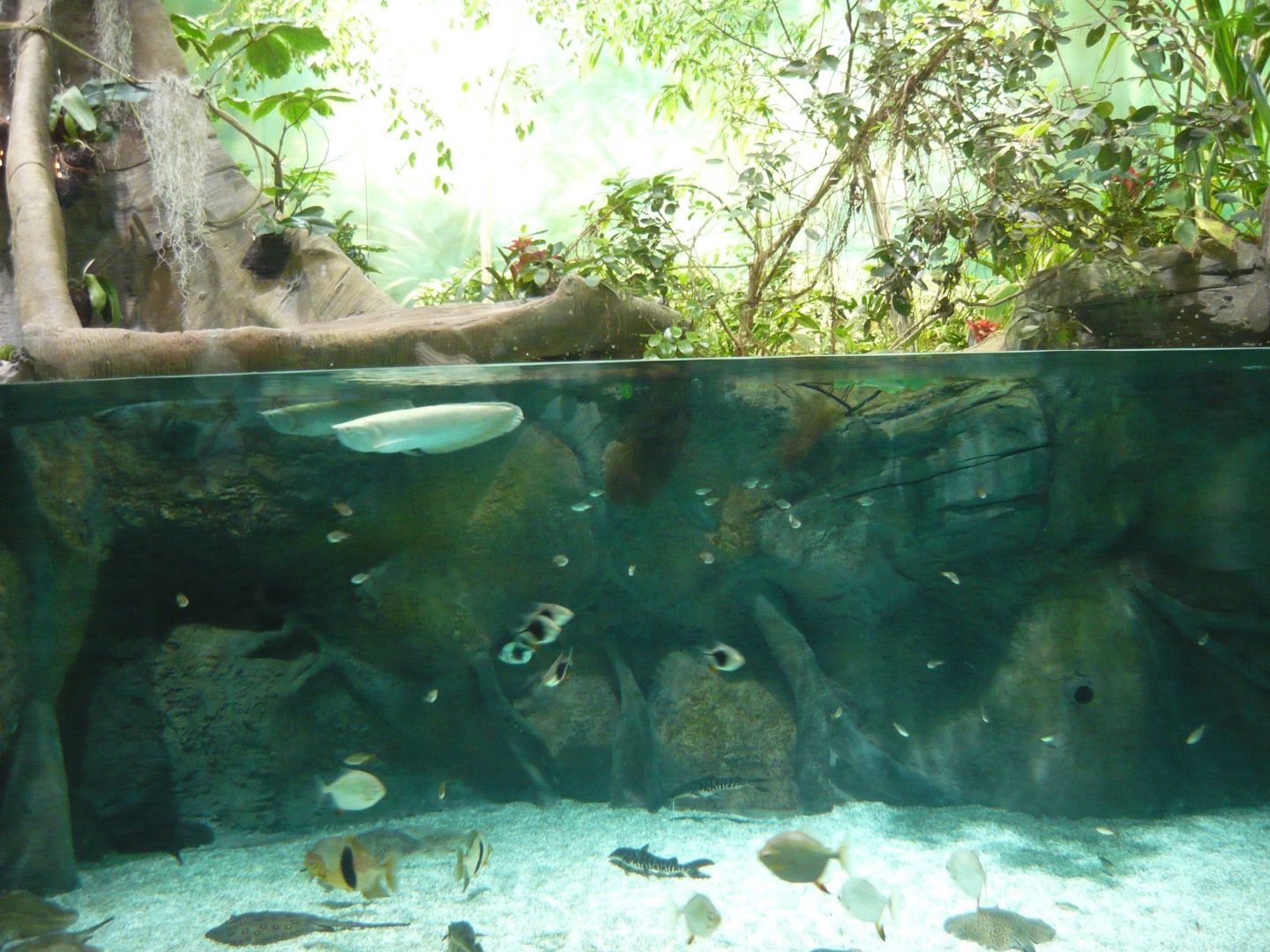South American freshwater tank