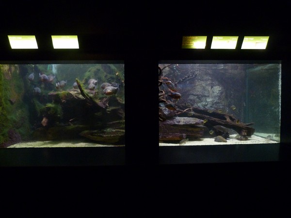 South American freshwater tanks